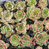 [PACK of 10 PLANTS] x  Echeveria agavoides Morgan