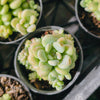 [PACK of 10 PLANTS] x Graptopetalum 'Rococo'