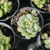 [PACK of 10 PLANTS] x Graptopetalum 'Rococo'