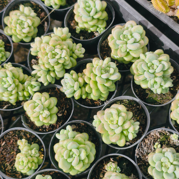 Graptopetalum 'Rococo'