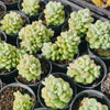 [PACK of 10 PLANTS] x Graptopetalum 'Rococo'