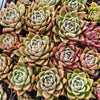 [PACK of 10 PLANTS] x  Echeveria agavoides Vashon