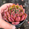 [PACK of 10 PLANTS] x  Echeveria agavoides Morgan