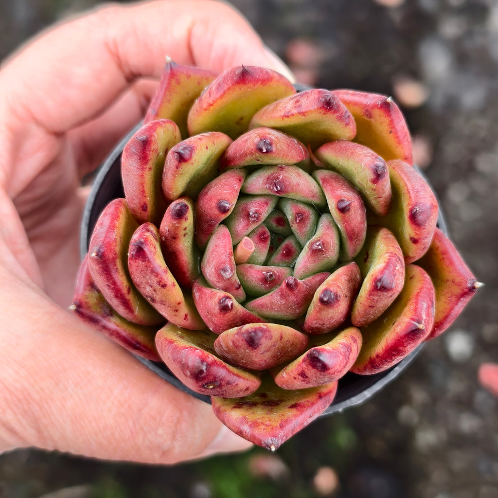 [PACK of 10 PLANTS] x  Echeveria agavoides Morgan