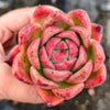 [PACK of 10 PLANTS] x  Echeveria agavoides Vashon