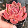 [PACK of 10 PLANTS] x  Echeveria agavoides Vashon