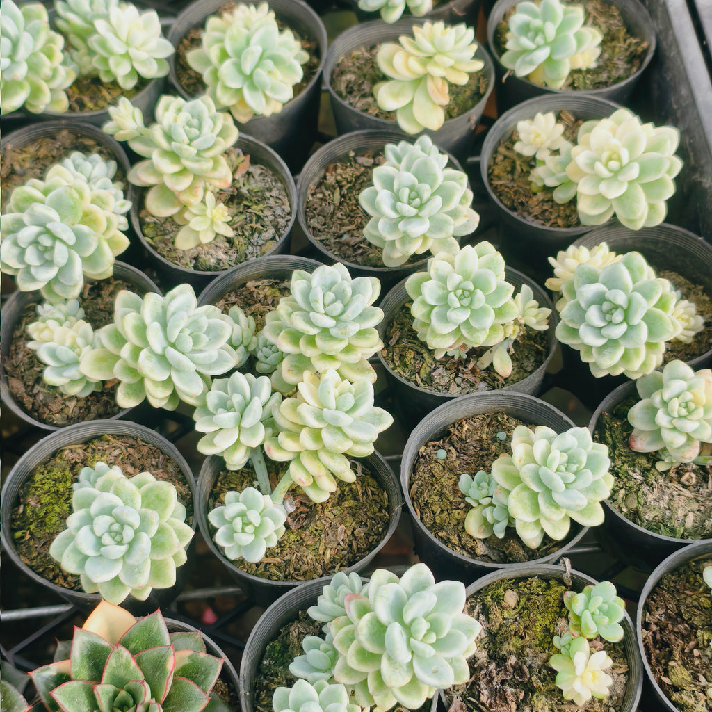[PACK of 10 PLANTS] x Sedum Clavatum Variegated