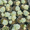 [PACK of 10 PLANTS] x Sedum Clavatum Variegated
