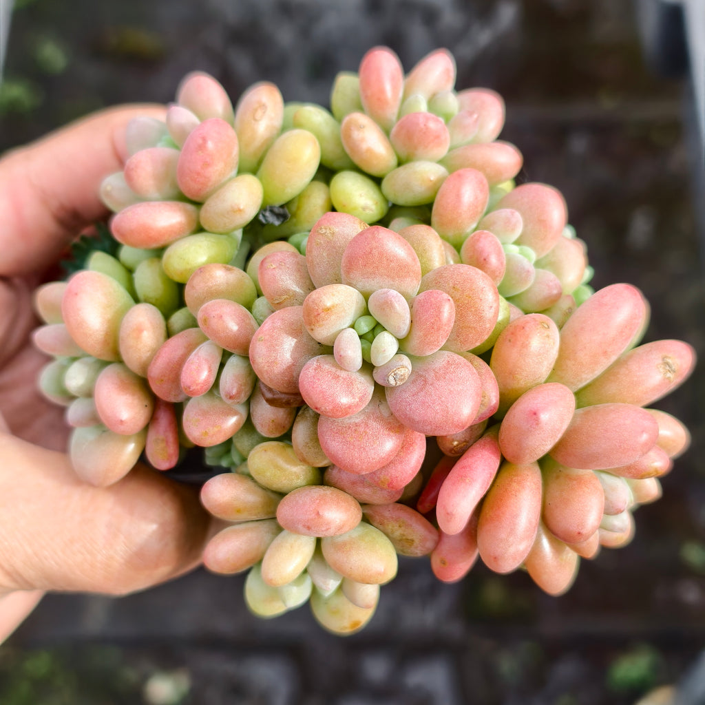 Sedum Carviar