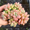 Sedum Carviar