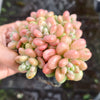 Sedum Carviar