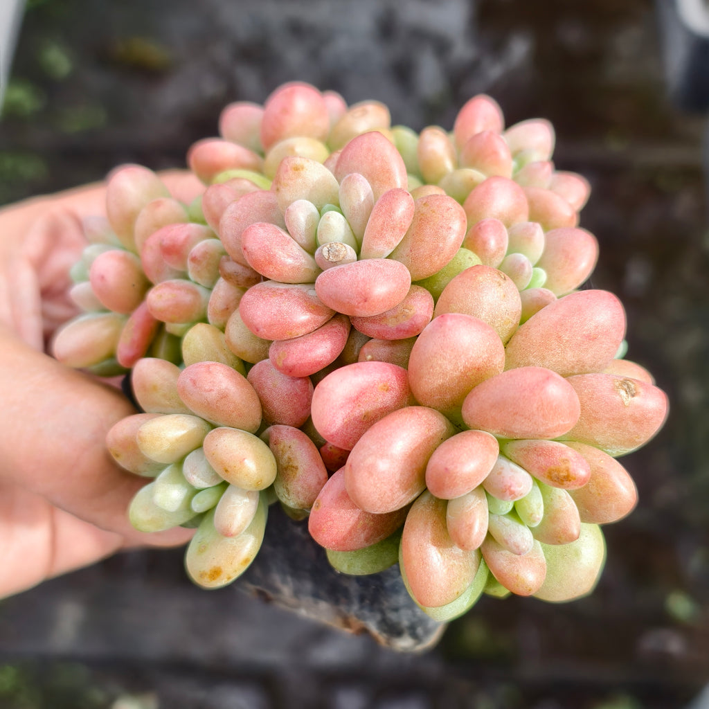 [PACK of 10 PLANTS] x  Sedum Carviar