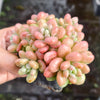 [PACK of 10 PLANTS] x  Sedum Carviar