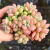 [PACK of 10 PLANTS] x  Sedum Carviar
