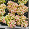 Sedum Carviar