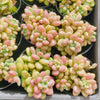 [PACK of 10 PLANTS] x  Sedum Carviar