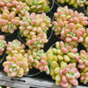[PACK of 10 PLANTS] x  Sedum Carviar