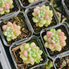 [PACK of 10 PLANTS] x  Sedum Carviar
