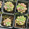 Sedum Carviar