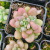 [PACK of 10 PLANTS] x  Sedum Carviar
