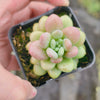 [PACK of 10 PLANTS] x  Sedum Carviar