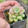 Sedum Carviar