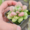 Sedum Carviar