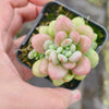 Sedum Carviar