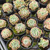 [PACK of 10 PLANTS] x Echeveria Marcel