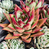 [PACK of 10 PLANTS] x Echeveria Romeo Rubin x Ebony