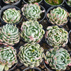 Echeveria 'Dongting'