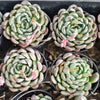 Echeveria 'Dongting'