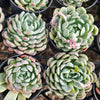Echeveria 'Dongting'