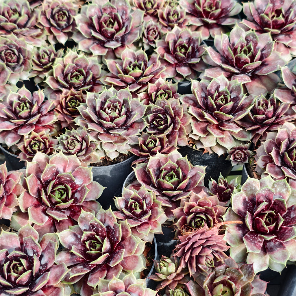 [PACK of 10 PLANTS] x Sempervivum 'VJ10' (NO PUP)