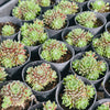 [PACK of 10 PLANTS] x Sempervivum arachnoïdeum 'Bascour Silver'