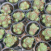 [PACK of 10 PLANTS] x Sempervivum arachnoïdeum 'Bascour Silver'
