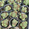[PACK of 10 PLANTS] x Sempervivum arachnoïdeum 'Bascour Silver'