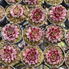 [PACK of 10 PLANTS] x Sempervivum 'Red King'