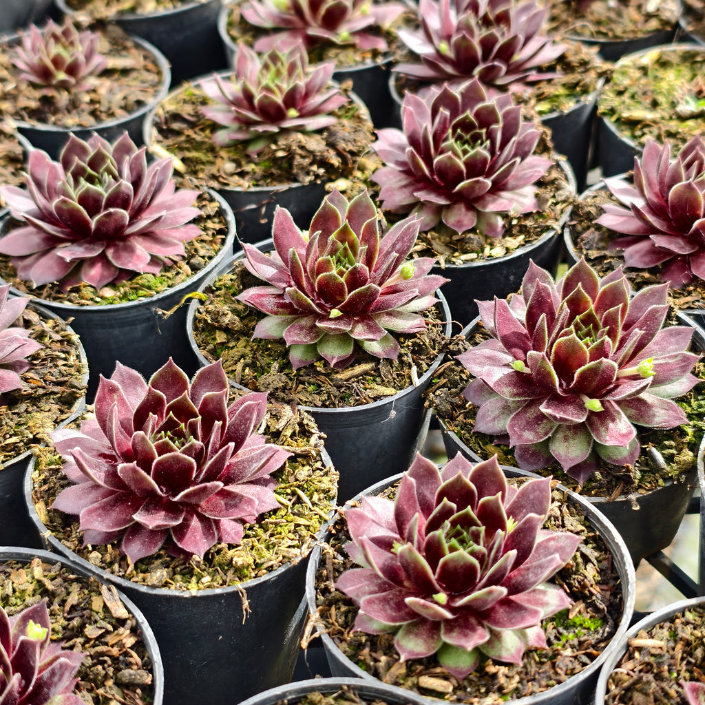 [PACK of 10 PLANTS] x Sempervivum 'Red King'