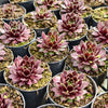 [PACK of 10 PLANTS] x Sempervivum 'Red King'
