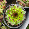 [PACK of 10 PLANTS] x Sempervivum caucasicum (w/1 pup)