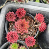 [PACK of 10 PLANTS] x Sempervivum caucasicum (w/1 pup)