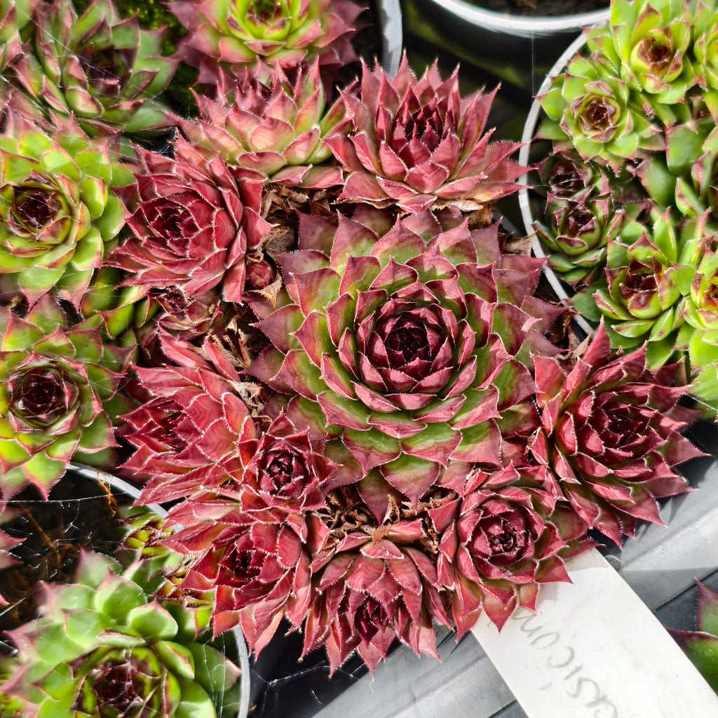 [PACK of 10 PLANTS] x Sempervivum caucasicum (w/1 pup)