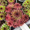 [PACK of 10 PLANTS] x Sempervivum caucasicum (w/1 pup)