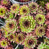 [PACK of 10 PLANTS] x Sempervivum caucasicum (w/1 pup)