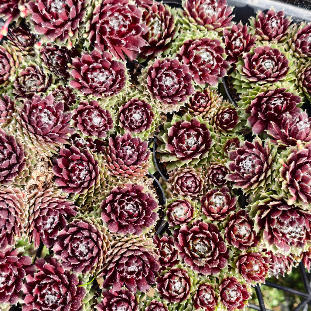 [PACK of 10 PLANTS] x Sempervivum arachnoideum 'Rubin'