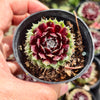[PACK of 10 PLANTS] x Sempervivum arachnoideum 'Rubin'