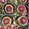 [PACK of 10 PLANTS] x Sempervivum arachnoideum 'Rubin'