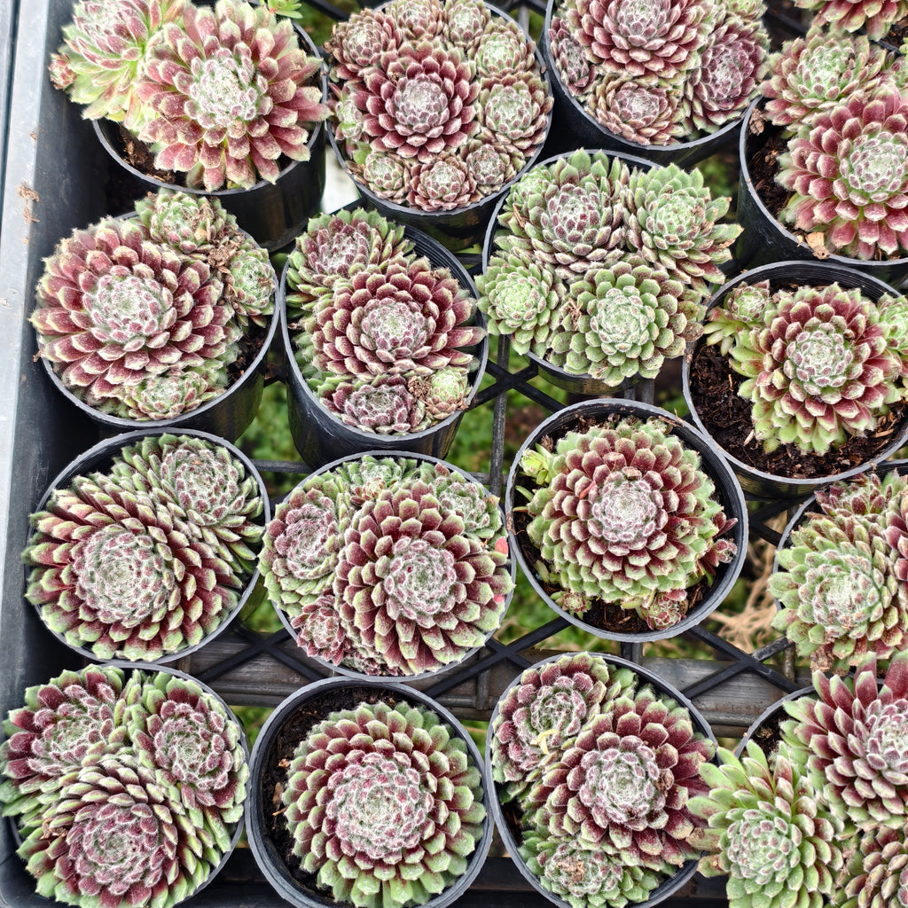 [PACK of 10 PLANTS] x Sempervivum 'Hairy Ball'