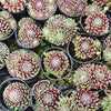 [PACK of 10 PLANTS] x Sempervivum 'Hairy Ball'